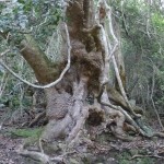 Yellowwood Baum